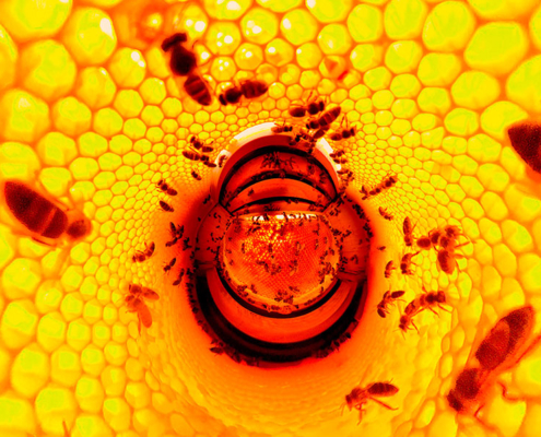 Inner Bees imatge destacada Merops 360